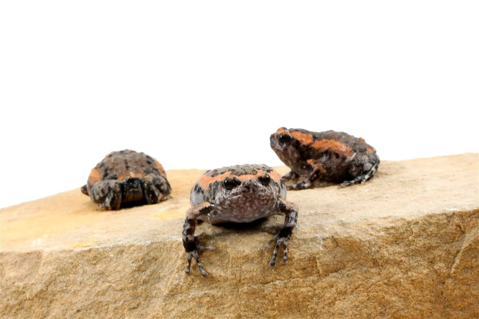 CB Chubby Frogs All Reptiles