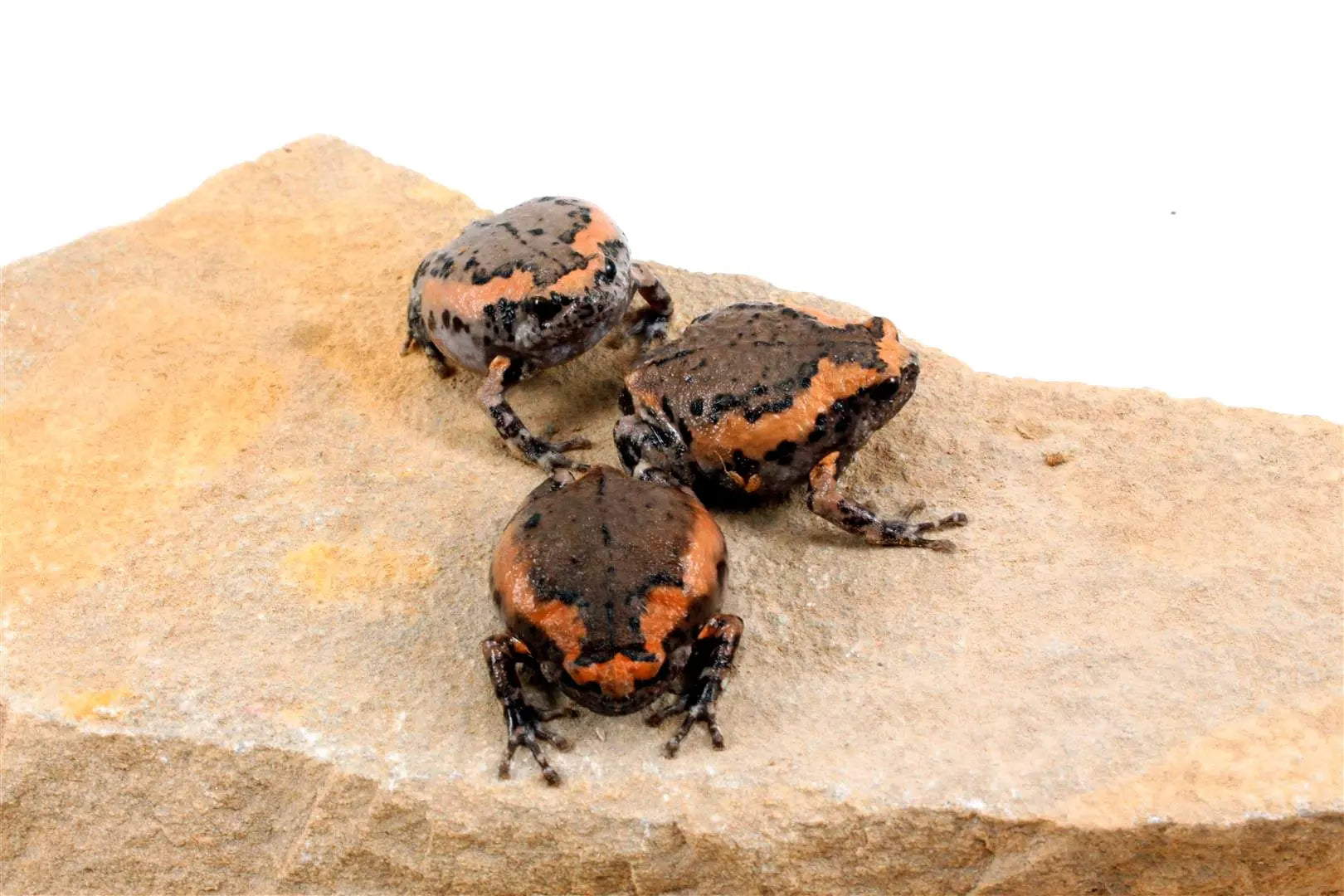 CB Chubby Frogs All Reptiles