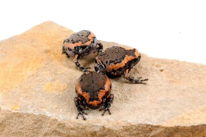 CB Chubby Frogs All Reptiles