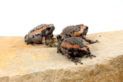 CB Chubby Frogs All Reptiles