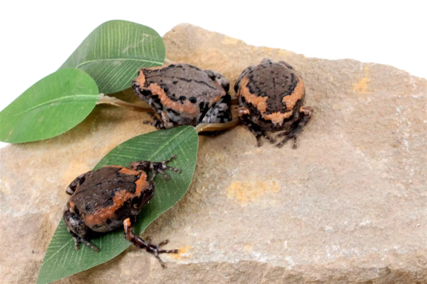 CB Chubby Frogs All Reptiles