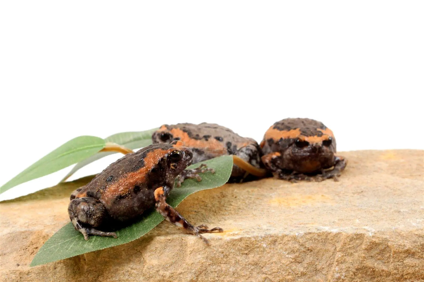 CB Chubby Frogs All Reptiles