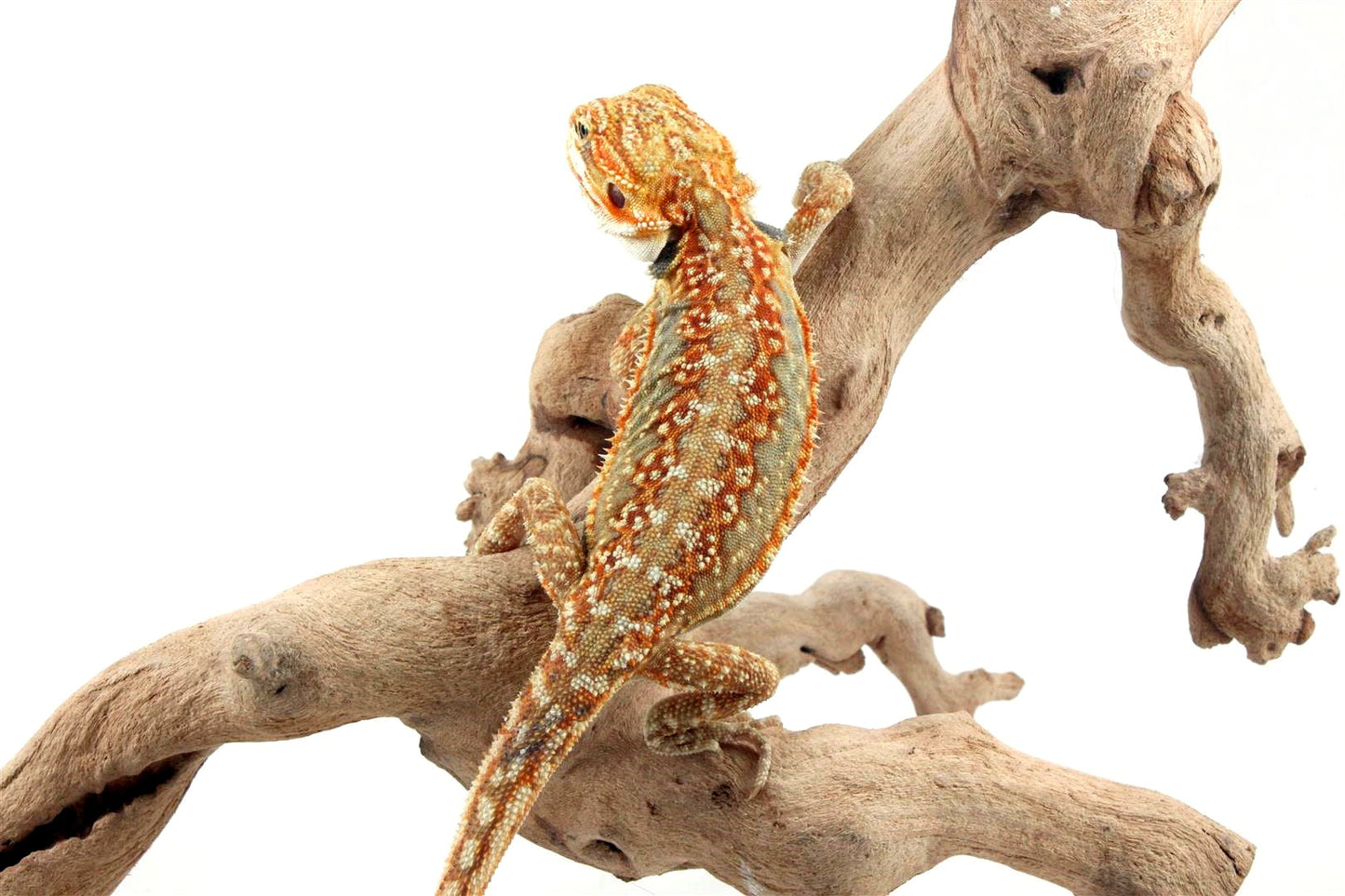 Citrus Leatherback Dunner Bearded Dragon All Reptiles