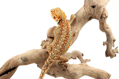 Citrus Leatherback Dunner Bearded Dragon All Reptiles