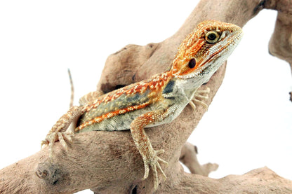 Citrus Leatherback Dunner Bearded Dragon All Reptiles