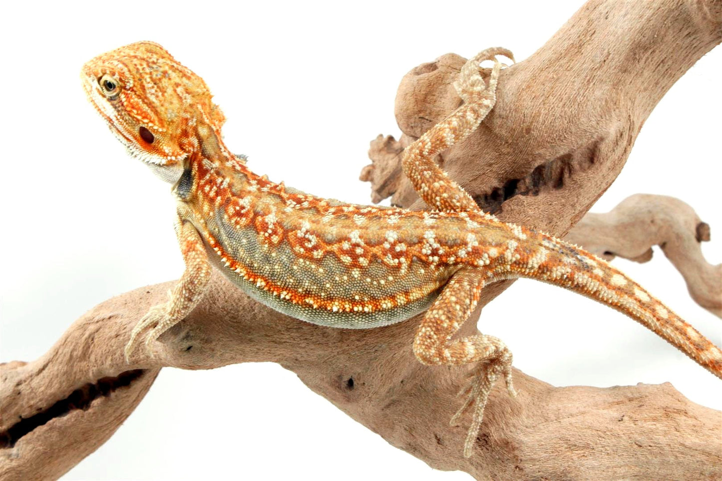 Citrus Leatherback Dunner Bearded Dragon All Reptiles
