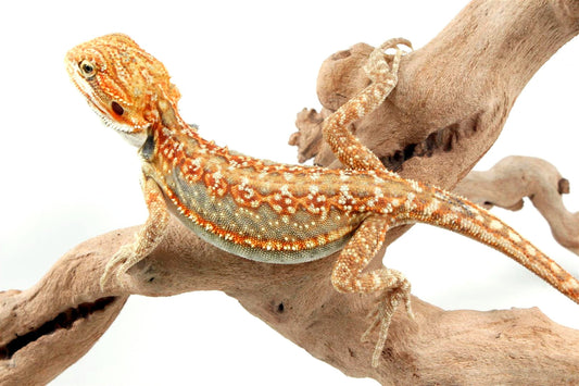 Citrus Leatherback Dunner Bearded Dragon All Reptiles