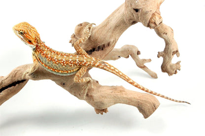 Citrus Leatherback Dunner Bearded Dragon All Reptiles