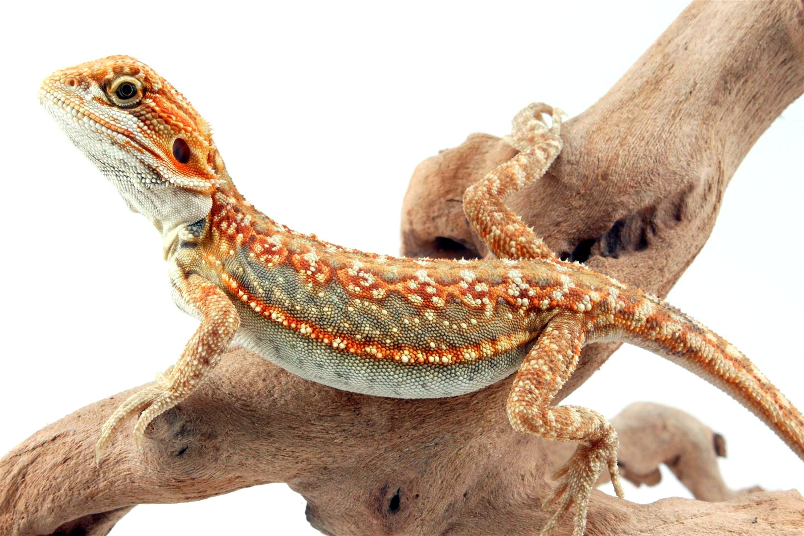 Citrus Leatherback Dunner Bearded Dragon All Reptiles