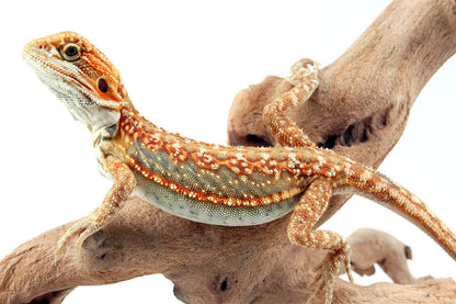 Citrus Leatherback Dunner Bearded Dragon All Reptiles