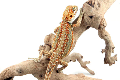 Citrus Leatherback Dunner Bearded Dragon All Reptiles