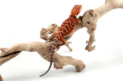 Super Red Leatherback Bearded Dragon All Reptiles