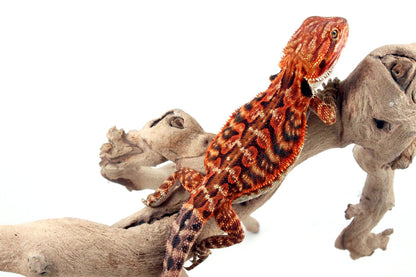 Super Red Leatherback Bearded Dragon All Reptiles