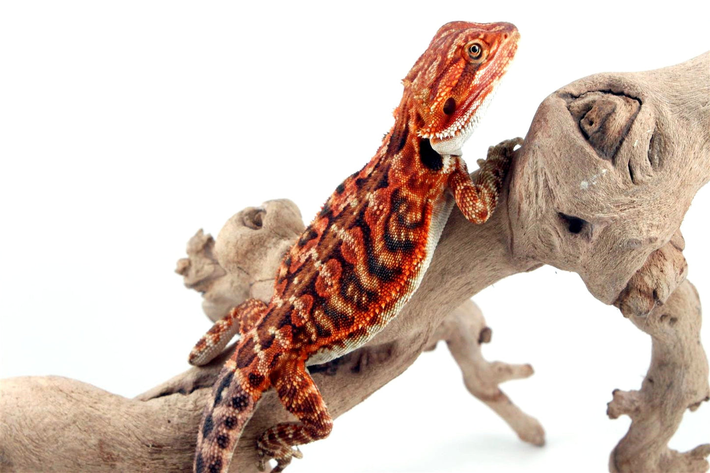 Super Red Leatherback Bearded Dragon All Reptiles