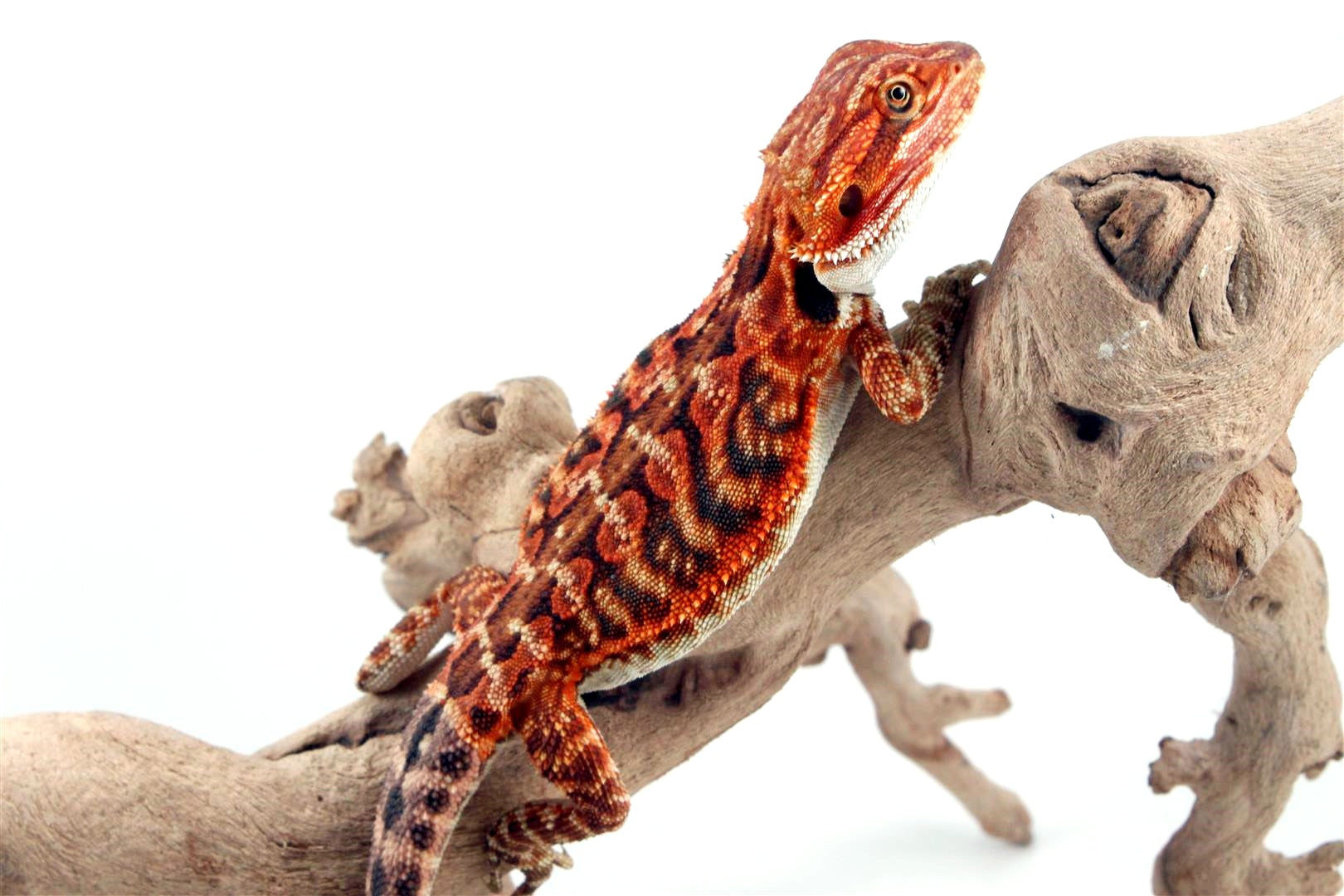 Super Red Leatherback Bearded Dragon All Reptiles