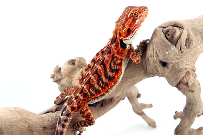 Super Red Leatherback Bearded Dragon All Reptiles