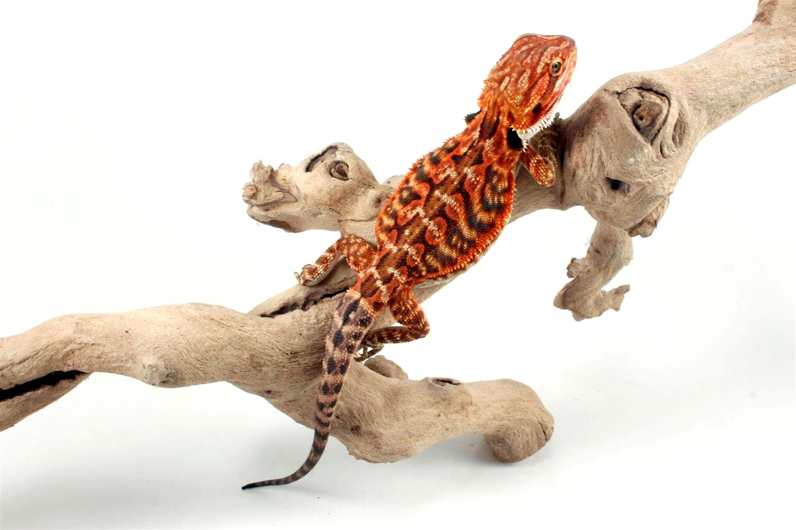 Super Red Leatherback Bearded Dragon All Reptiles