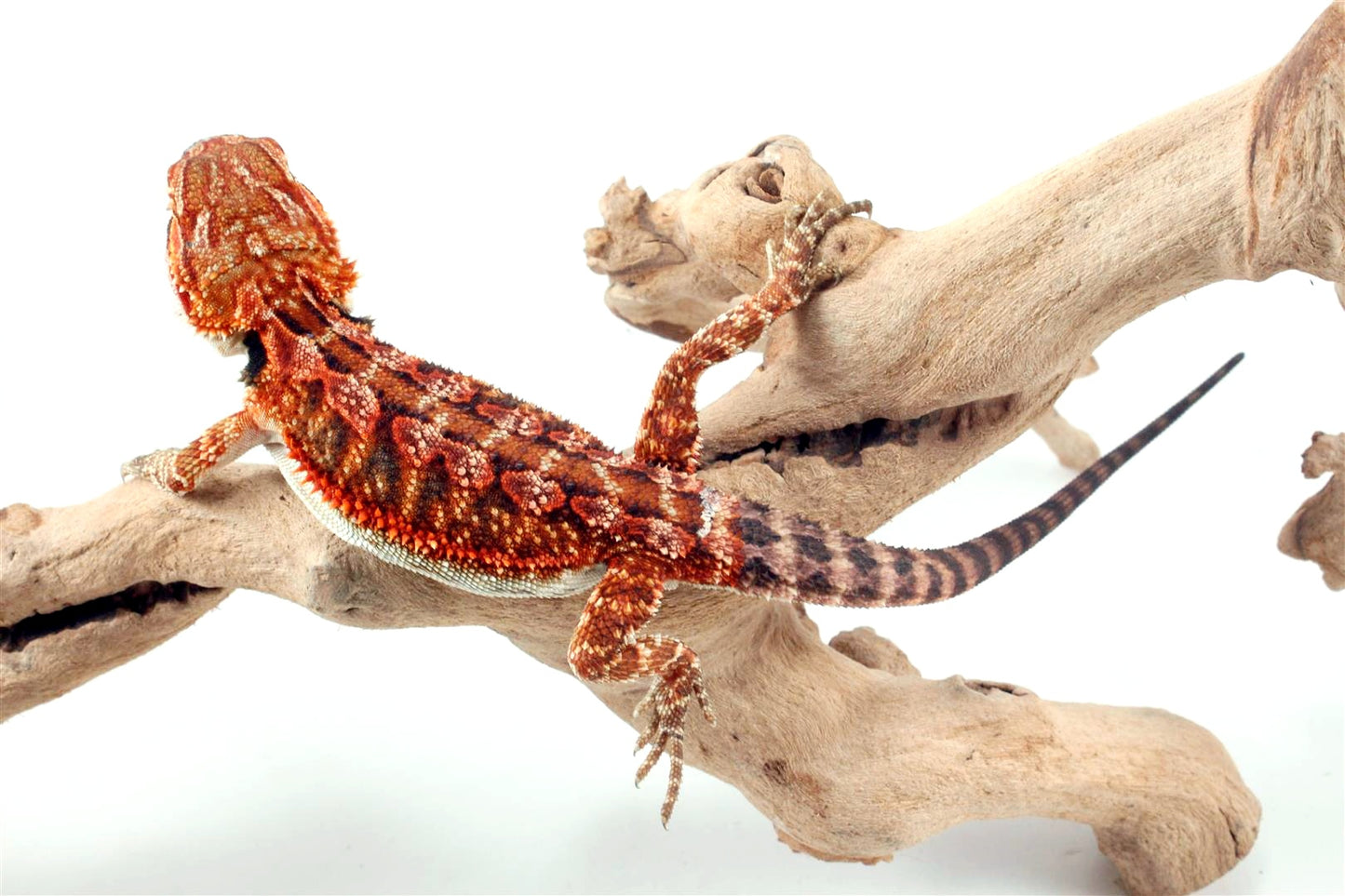 50% Red Monster Super Red Bearded Dragon All Reptiles