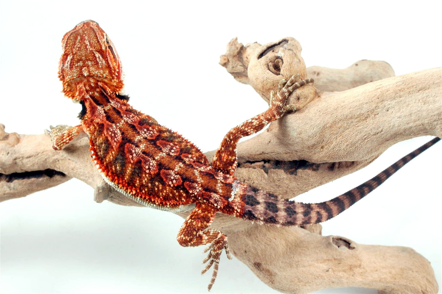 50% Red Monster Super Red Bearded Dragon All Reptiles
