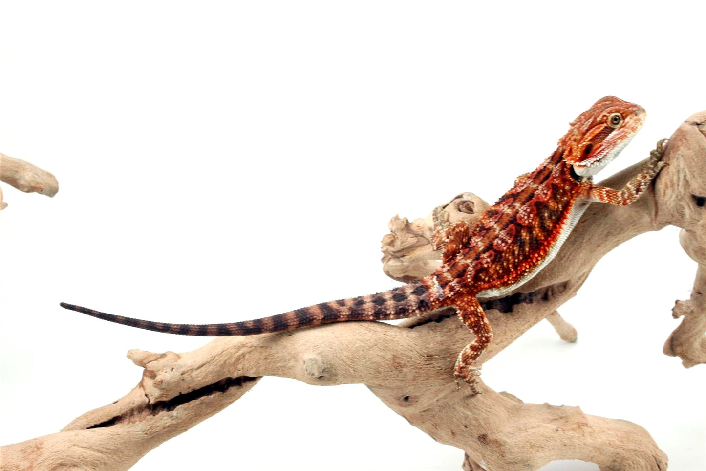 50% Red Monster Super Red Bearded Dragon All Reptiles