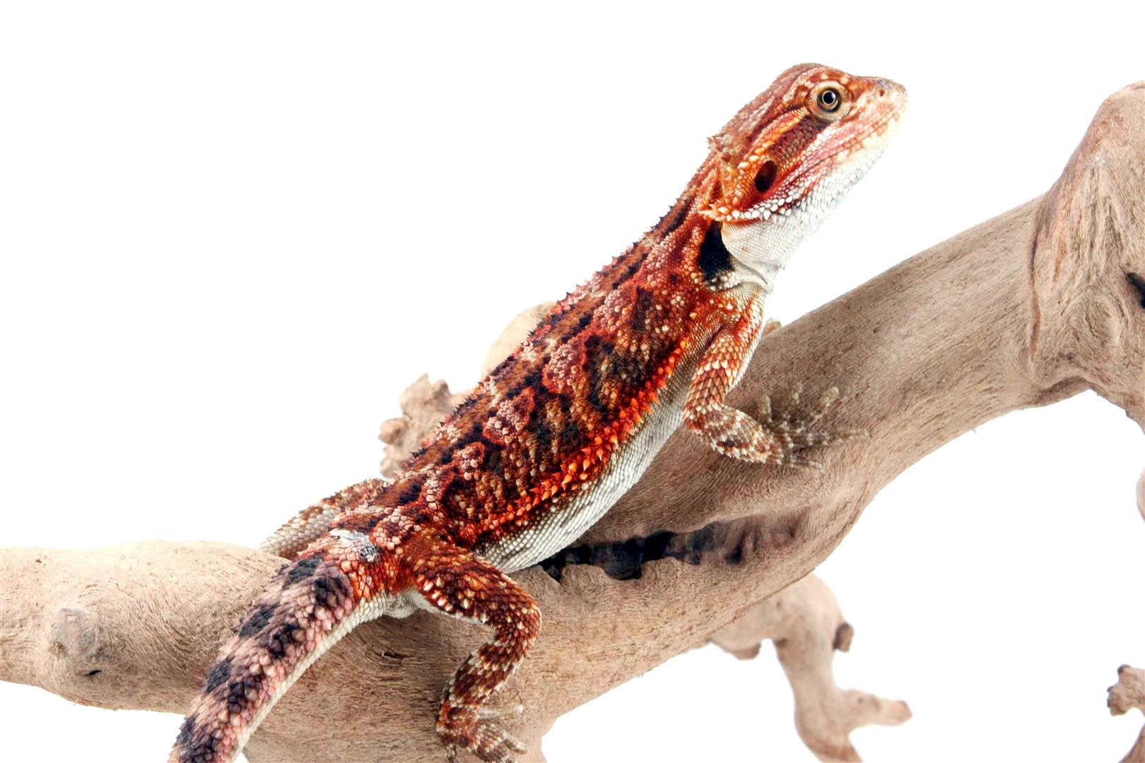 50% Red Monster Super Red Bearded Dragon All Reptiles