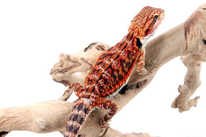 50% Red Monster Super Red Bearded Dragon All Reptiles