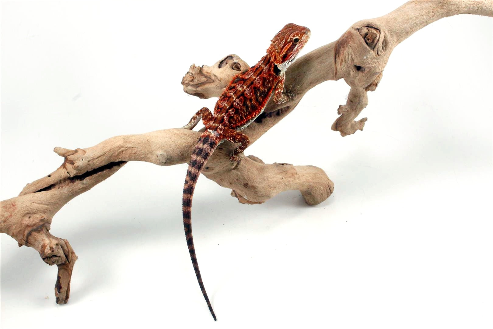 50% Red Monster Super Red Bearded Dragon All Reptiles