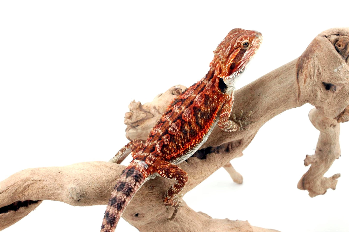 50% Red Monster Super Red Bearded Dragon All Reptiles