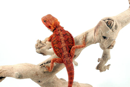 Hypo Translucent Super Red Bearded Dragon All Reptiles