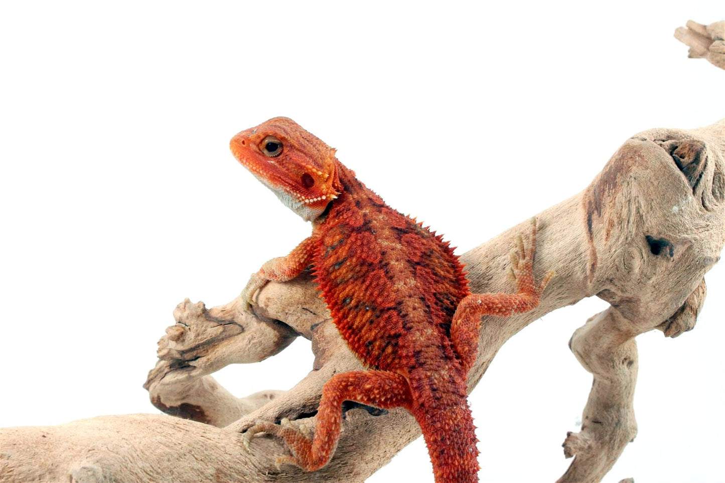 Hypo Translucent Super Red Bearded Dragon All Reptiles