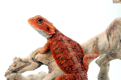 Hypo Translucent Super Red Bearded Dragon All Reptiles