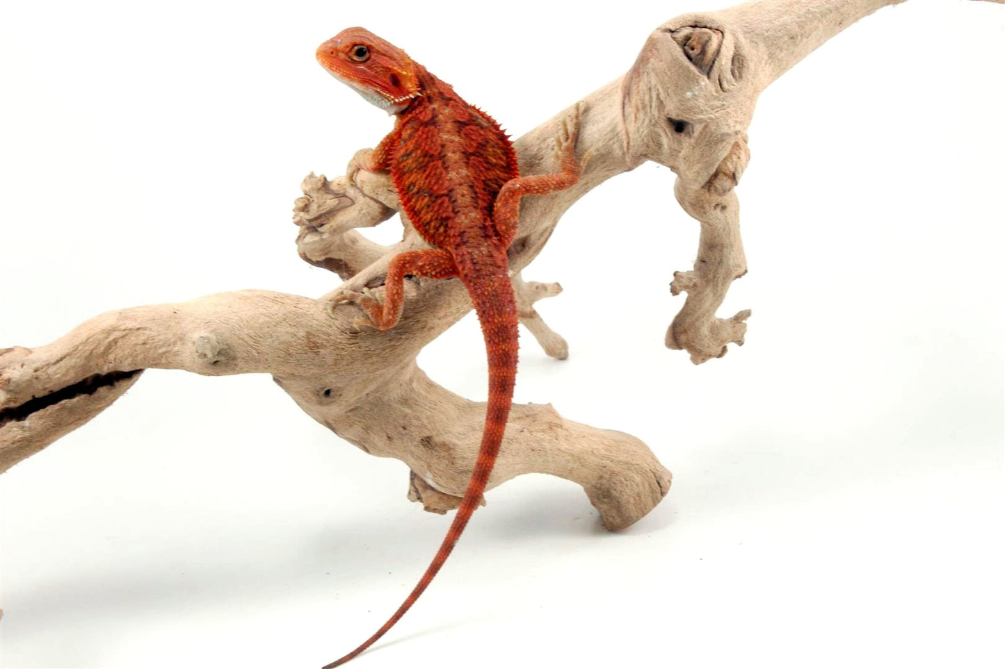 Hypo Translucent Super Red Bearded Dragon All Reptiles