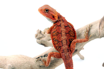 Hypo Translucent Super Red Bearded Dragon All Reptiles