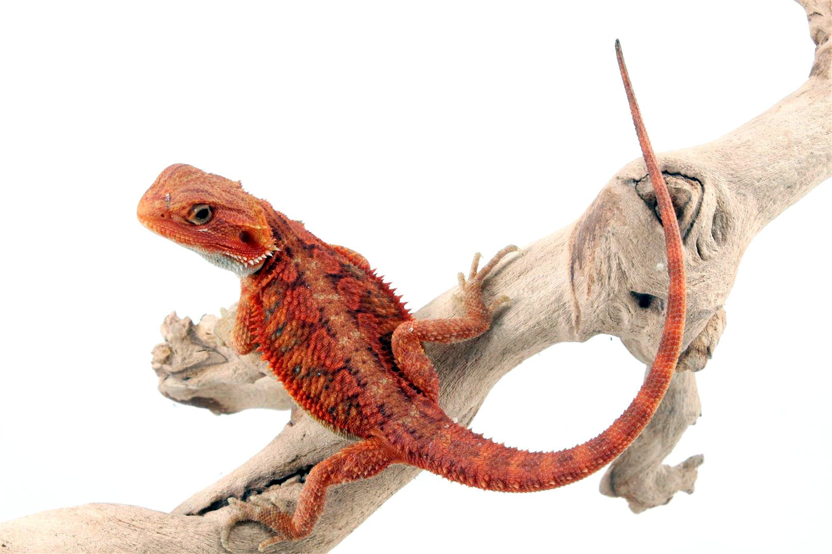 Hypo Translucent Super Red Bearded Dragon All Reptiles