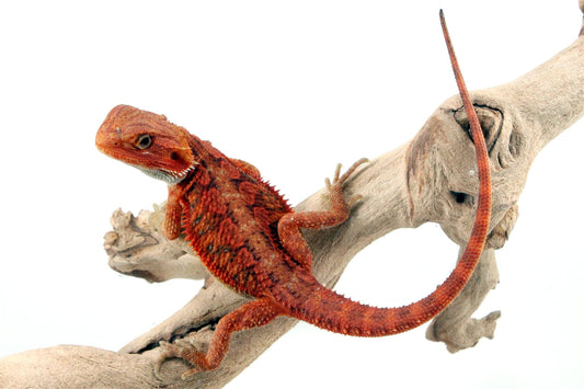 Hypo Translucent Super Red Bearded Dragon All Reptiles