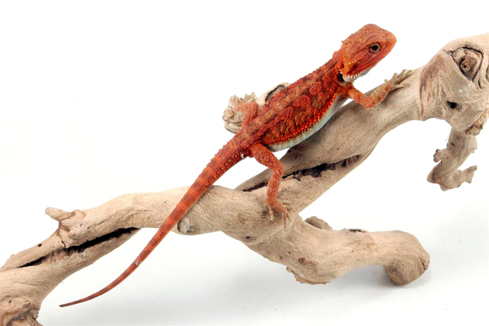 Hypo Translucent Super Red Bearded Dragon All Reptiles