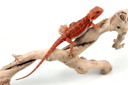 Hypo Translucent Super Red Bearded Dragon All Reptiles