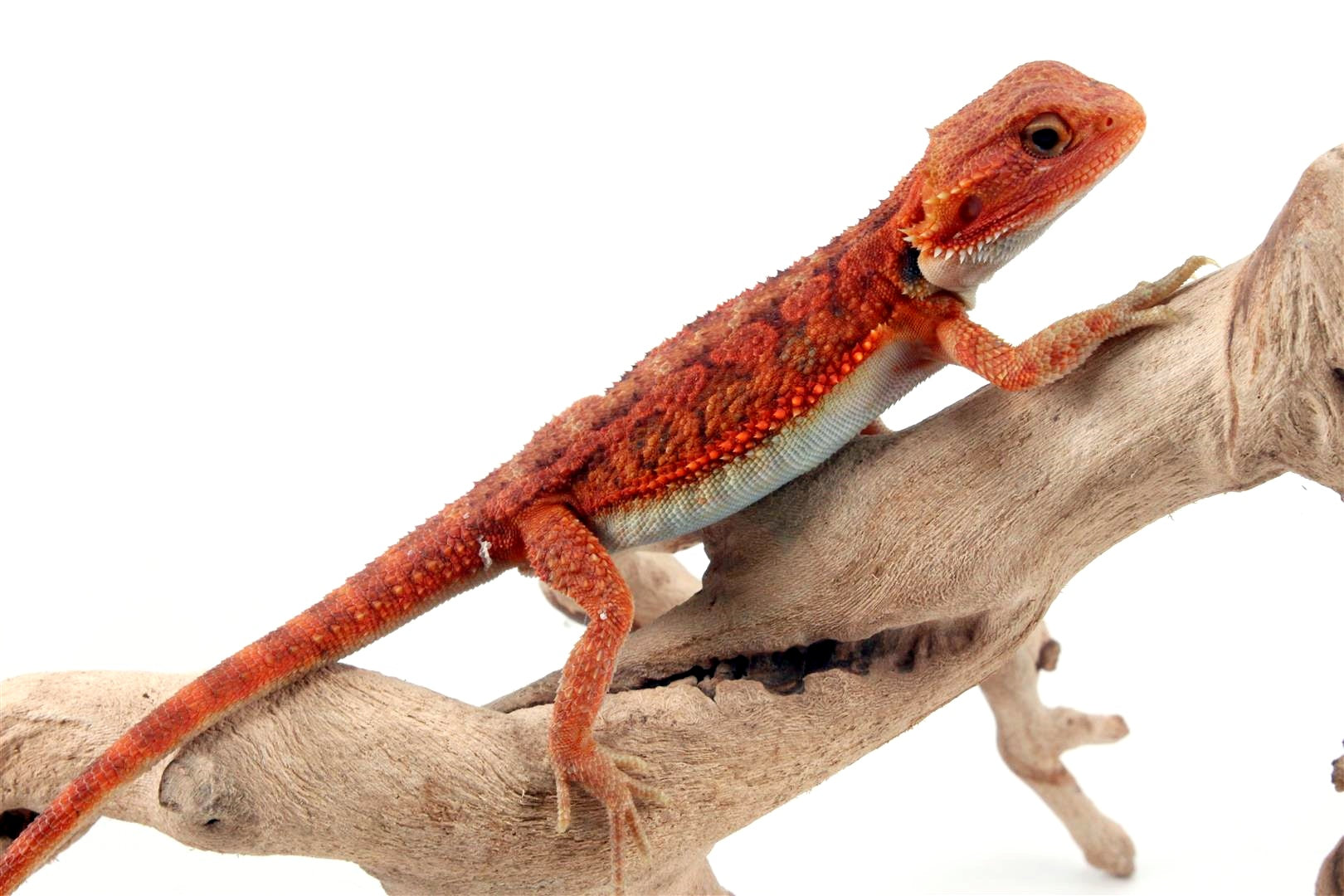 Hypo Translucent Super Red Bearded Dragon All Reptiles