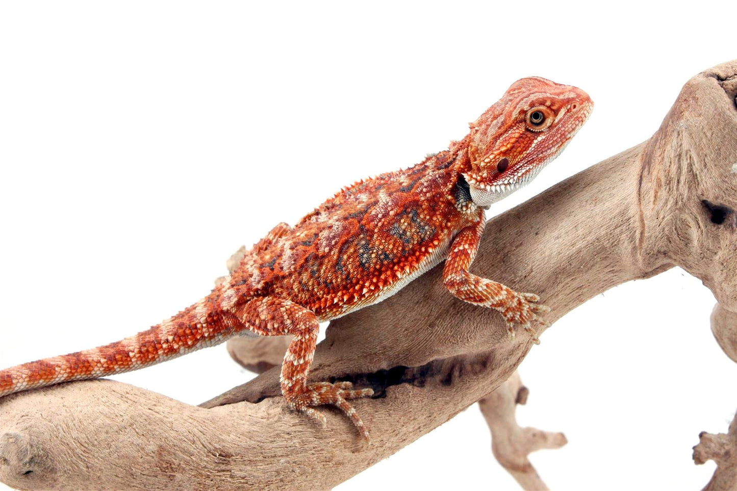 High Red Bearded Dragon All Reptiles