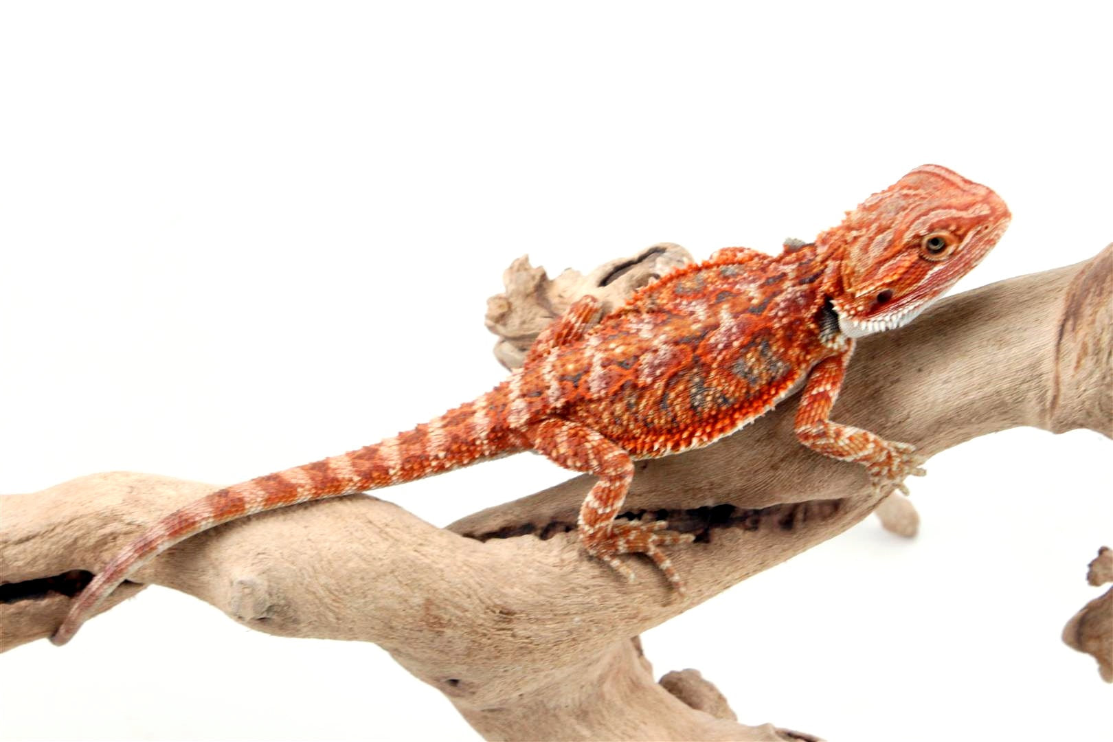 High Red Bearded Dragon All Reptiles