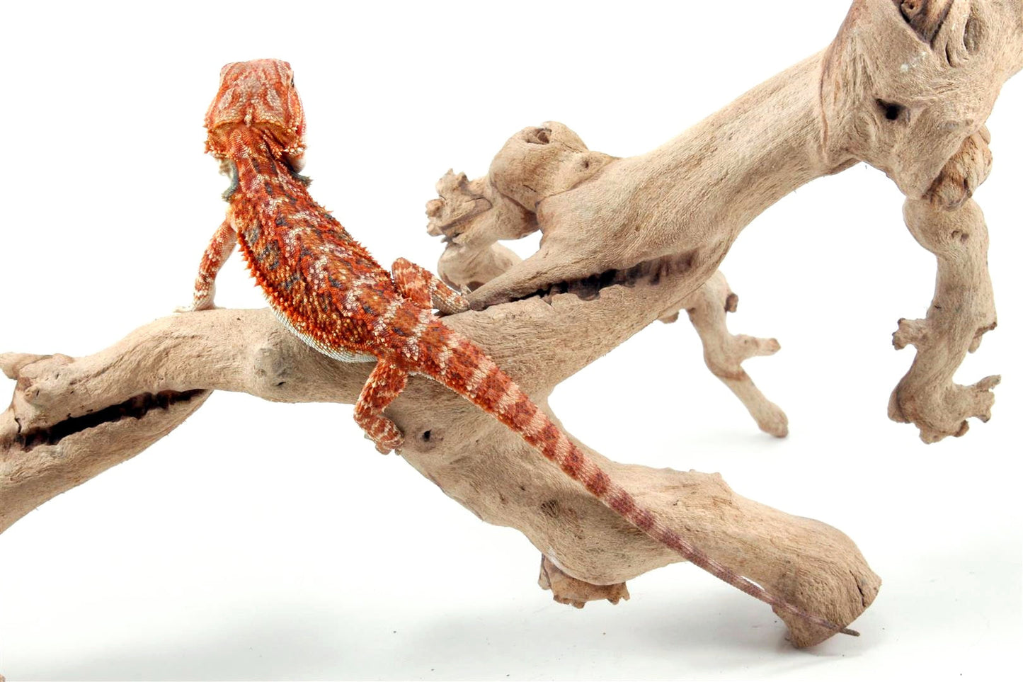 High Red Bearded Dragon All Reptiles