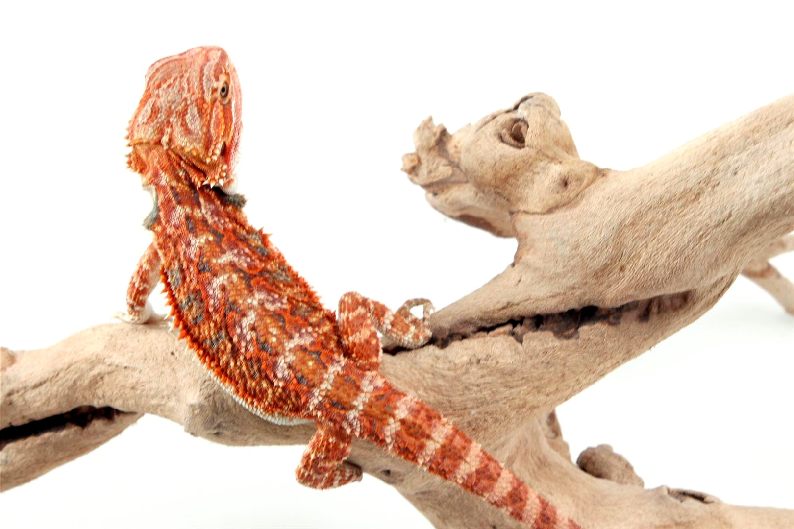 High Red Bearded Dragon All Reptiles