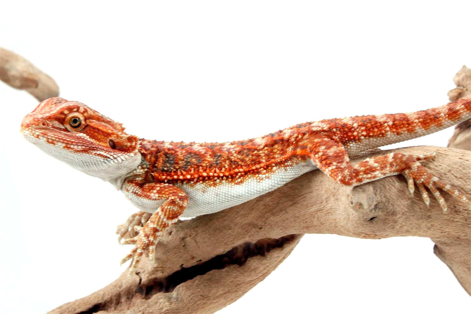 High Red Bearded Dragon All Reptiles