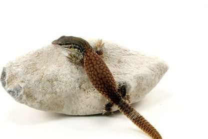 CB Baby Yellow Ridgetail Monitor All Reptiles