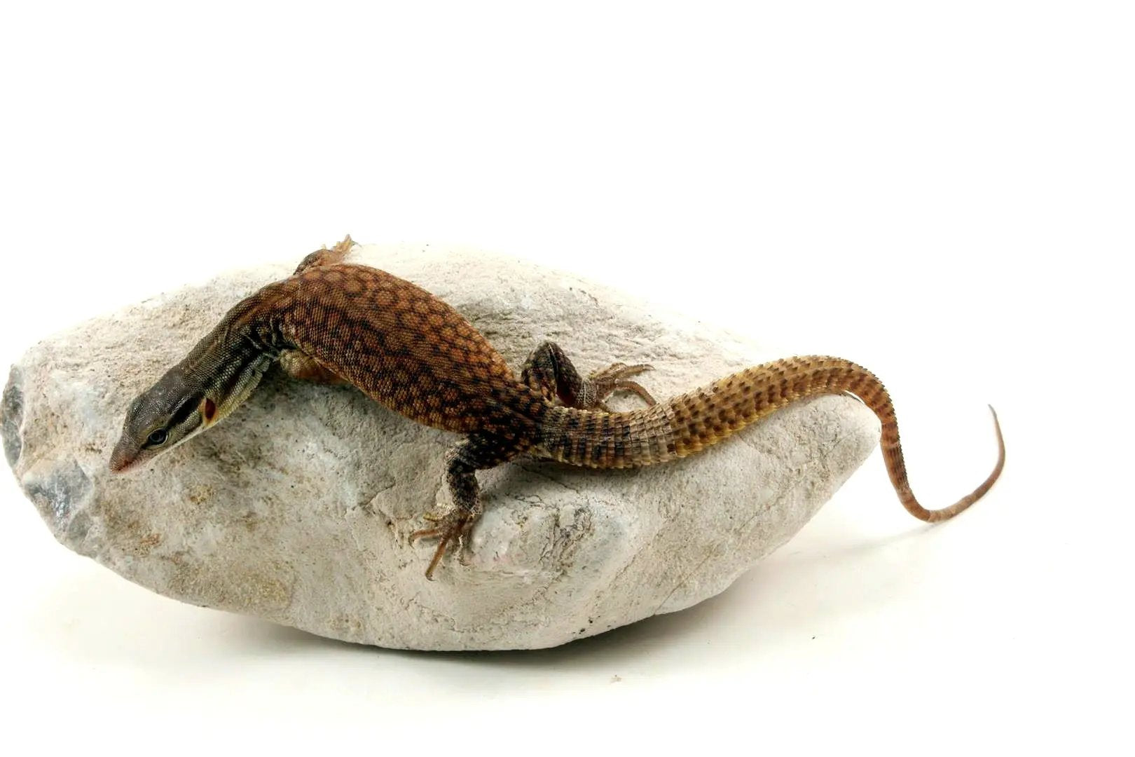 CB Baby Yellow Ridgetail Monitor All Reptiles