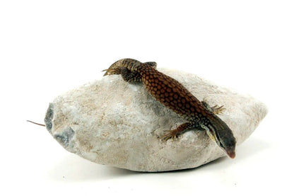 CB Baby Yellow Ridgetail Monitor All Reptiles