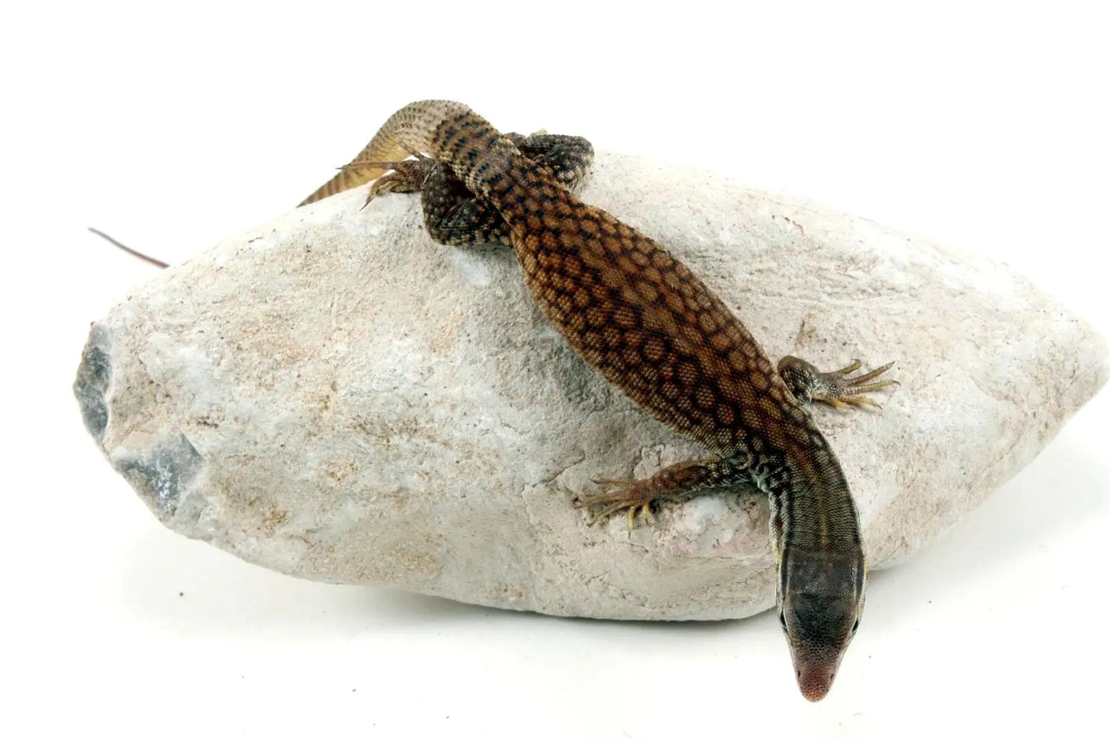CB Baby Yellow Ridgetail Monitor All Reptiles