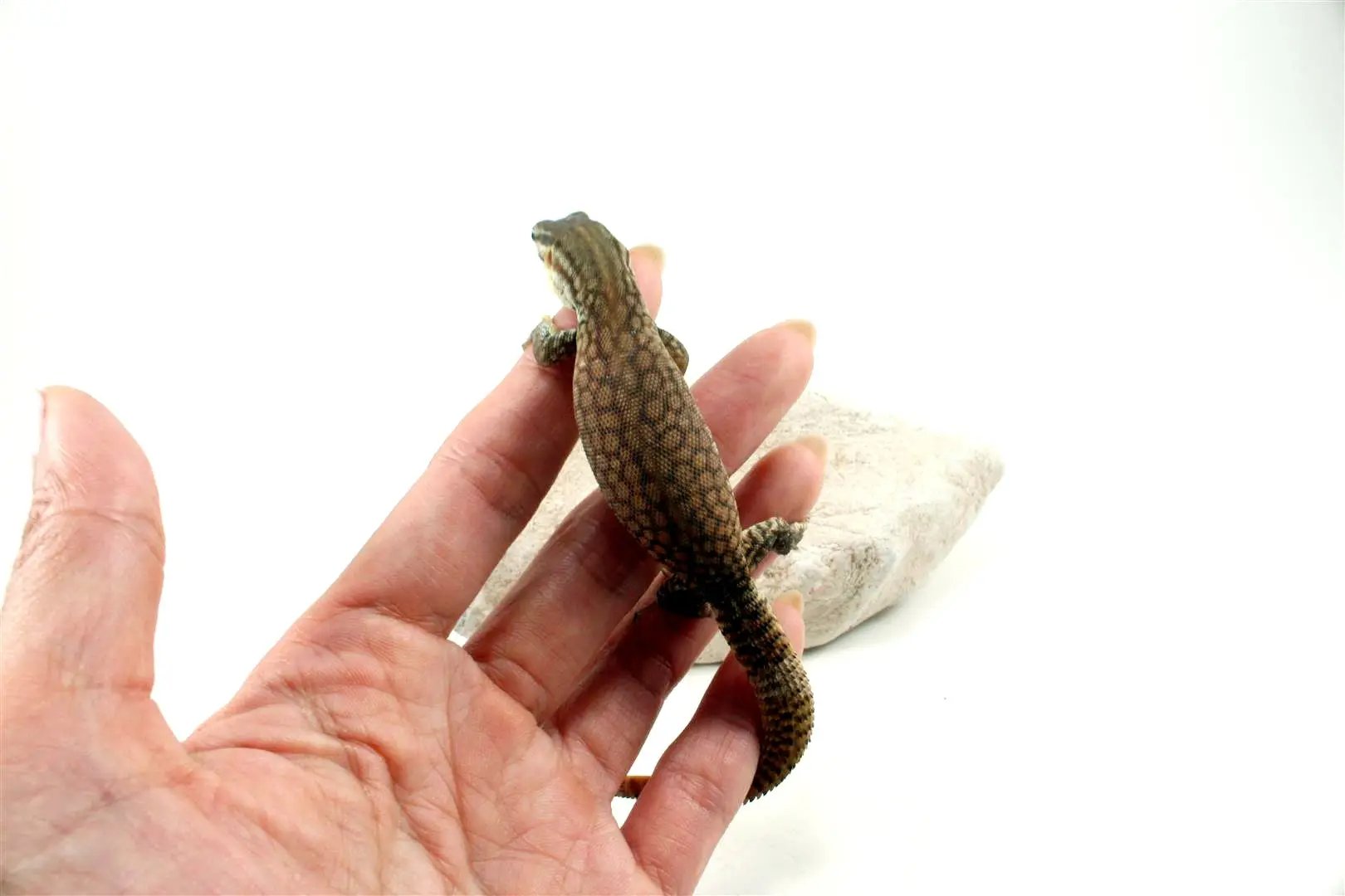 CB Baby Yellow Ridgetail Monitor All Reptiles