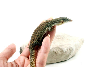 CB Baby Yellow Ridgetail Monitor All Reptiles