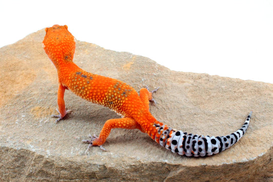 Blood Emerine Leopard Gecko All Reptiles